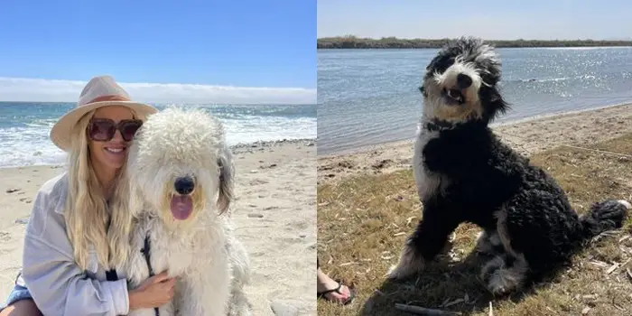 California Doodle Rescue Reviews